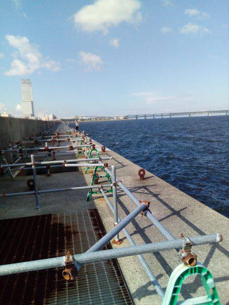 タコは釣れたがアオリはまだか？