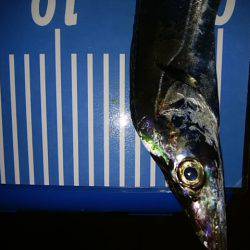 ジグサビキ　ワインド