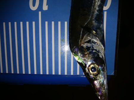 ジグサビキ　ワインド