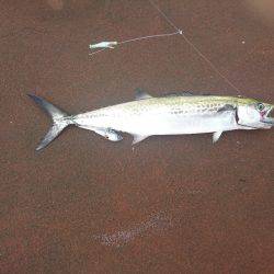 ツバス?ハマチ?