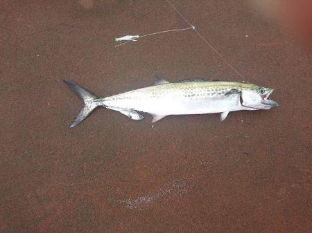 ツバス?ハマチ?