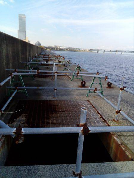 やっぱり土産はタコかいな‼