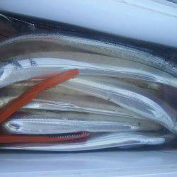 台風後のデイタチウオ