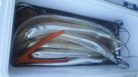 台風後のデイタチウオ