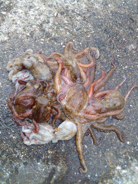 お兄さんとお姉さんが来ましたね。