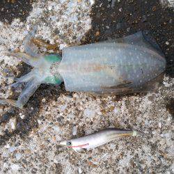 今年の初アオリイカ