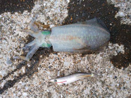 今年の初アオリイカ