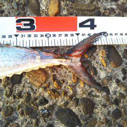 阿南市の辰巳でタチウオとサゴシ