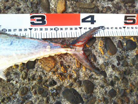 阿南市の辰巳でタチウオとサゴシ