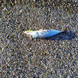 ビッグファイト+α