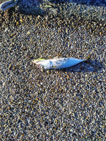 ビッグファイト+α