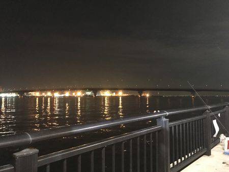 ケンサキ、アオリ