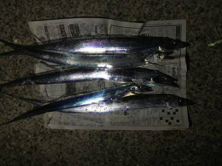 太刀魚リベンジ