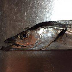 太刀魚ウキ釣り