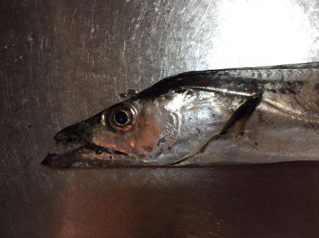 太刀魚ウキ釣り