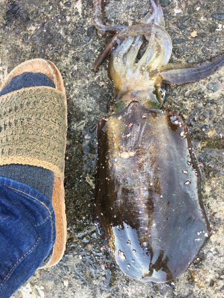 昼過ぎから日没まで８杯