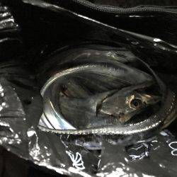 今年初タッチー調査