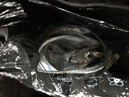 今年初タッチー調査