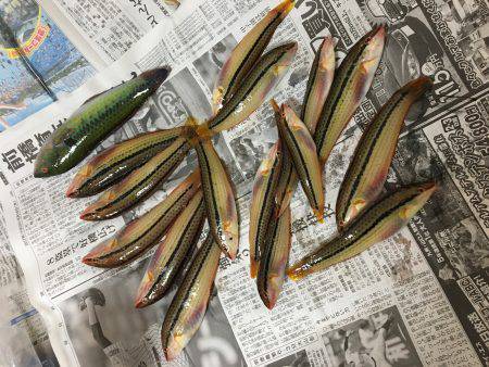 ゆっくりベラ釣り