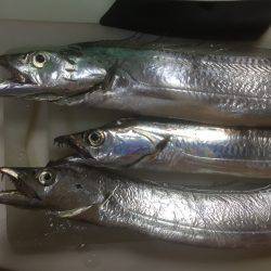 ついにタッチーがやってきた！