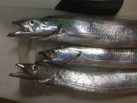 ついにタッチーがやってきた！