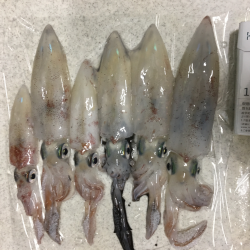 会社帰りプチエギング