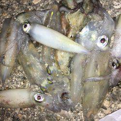 エギング楽しいわ(☝︎ ՞ਊ ՞)☝︎