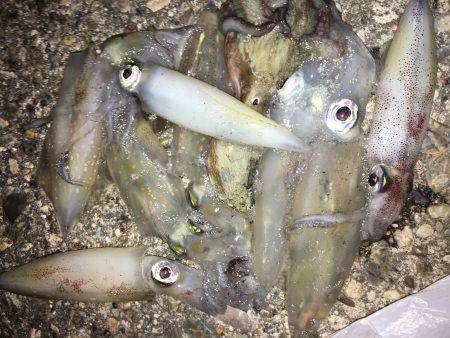 エギング楽しいわ(☝︎ ՞ਊ ՞)☝︎