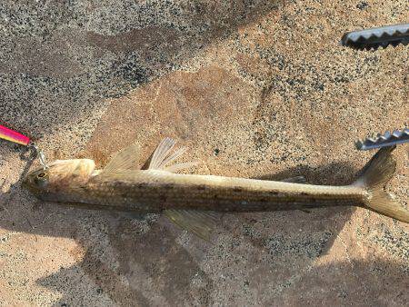 夕日に照らされながら