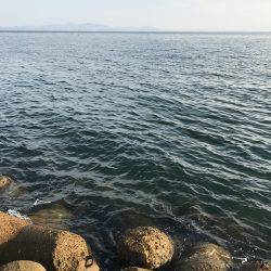 今年初のサゴシ