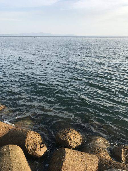 今年初のサゴシ