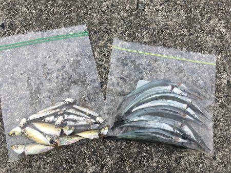 タチウオして帰ればよかったー