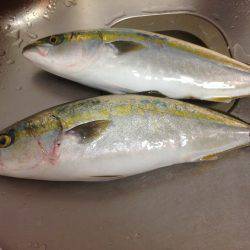 ギリはまちゃん2