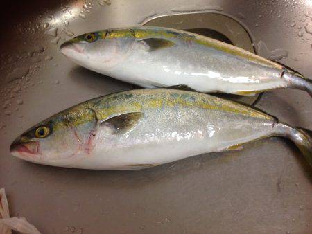 ギリはまちゃん2