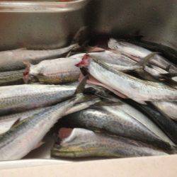 サゴシ祭り22おまけにハマチ