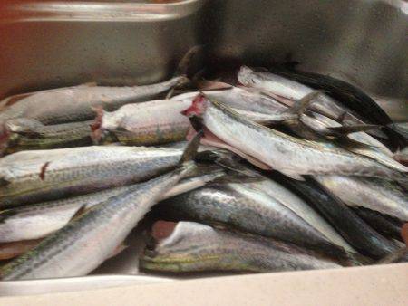 サゴシ祭り22おまけにハマチ