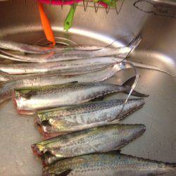 タチフォーからのサゴフォー