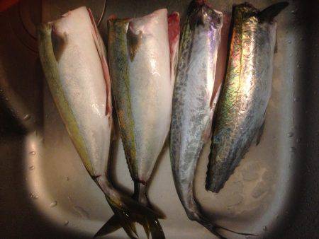 ハマツーのちサゴツー