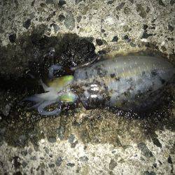 エギングのちアジング