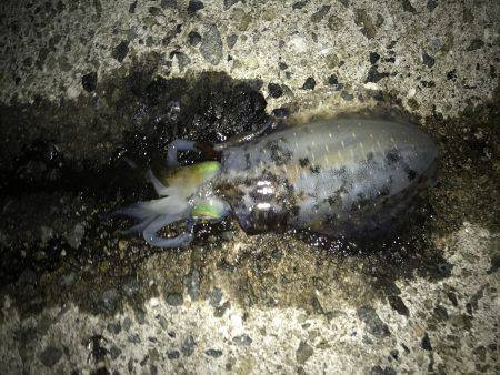 エギングのちアジング