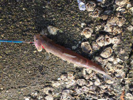 ショアジギング