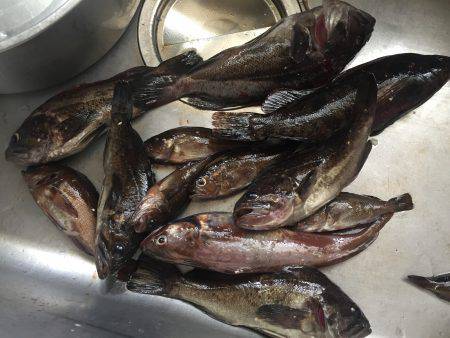 穴釣り ロックフィッシュ