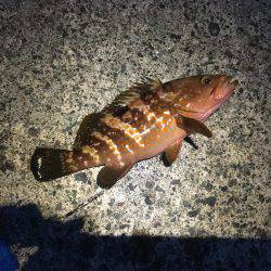 今シーズン初のヤエン