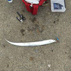 ポーアイ北公園でサゴシ×4、ダツ、タチウオ