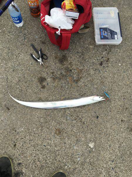 ポーアイ北公園でサゴシ×4、ダツ、タチウオ