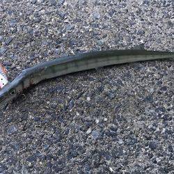 ハマチ・タチウオ