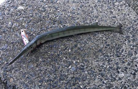 ハマチ・タチウオ