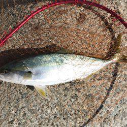 ハマチ・サゴシ・シーバス