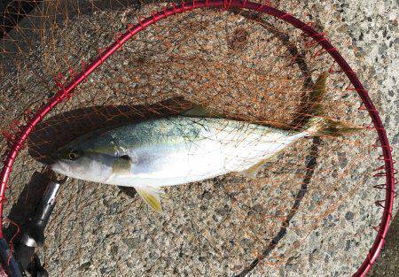 ハマチ・サゴシ・シーバス