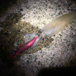 サイズ大きくなってきました